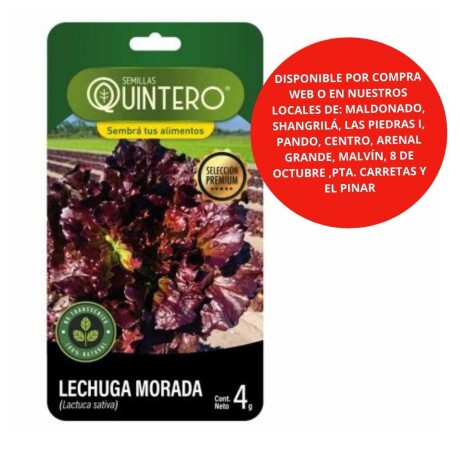 Semillas Lechuga morada x 4g