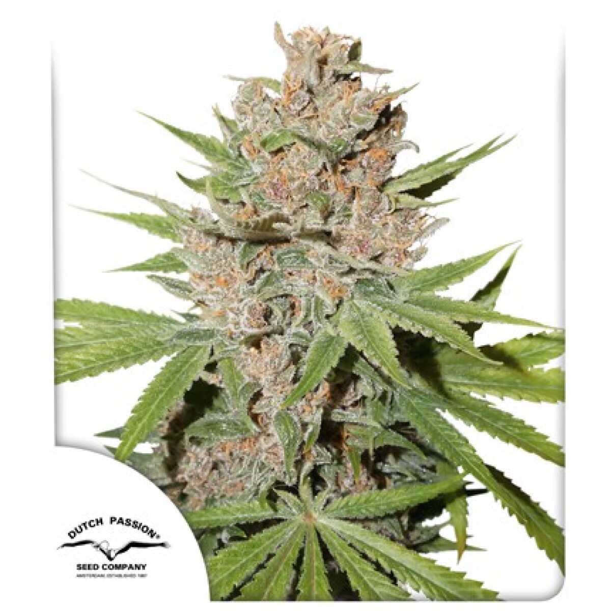 FEM - PASSION FRUIT® X3 UNIDADES 