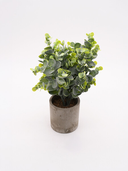 ARBUSTO EUCALIPTO VERDE