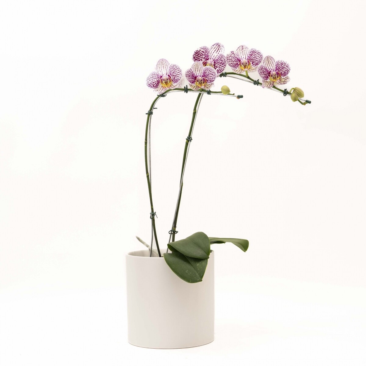 ORQUIDEA CURVA - CON MACETA MINIMALISTA BLANCA 