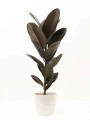 FICUS ELASTICA BURGUNDY EN PORTAMACETA PLASTICO BLANCO