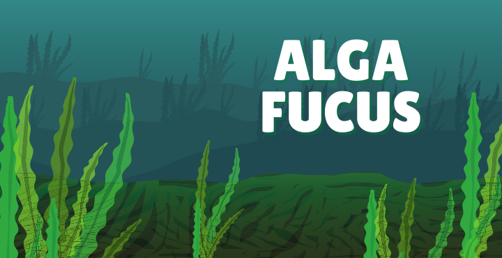 Fucus, un alga con grandes beneficios.