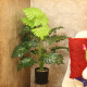 Planta Montera 75cm Planta Montera 75cm
