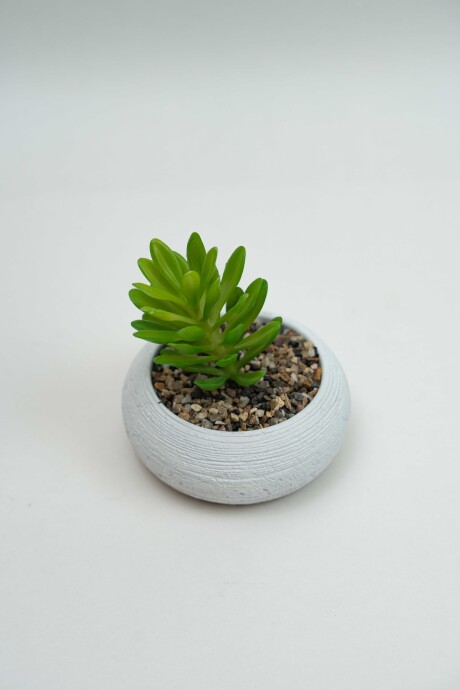 Planta Quovi Estampado 2