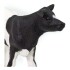 Ternero Holstein Safari Ternerito Animal Muñeco Figura Ternero Holstein Safari Ternerito Animal Muñeco Figura