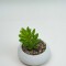 Planta Quovi Estampado 2