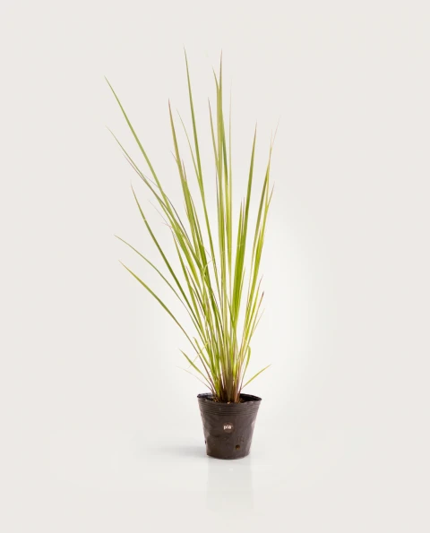 Paspalum Haumanii M - H: 90cm
