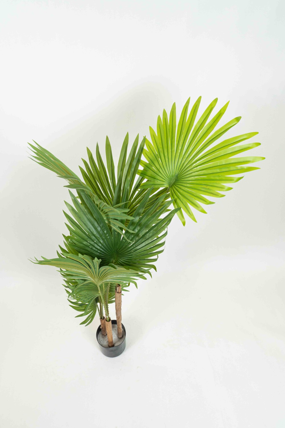Planta Palma Con Maceta Color Unico