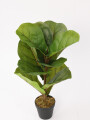 Planta Higuera 70cm Color Unico