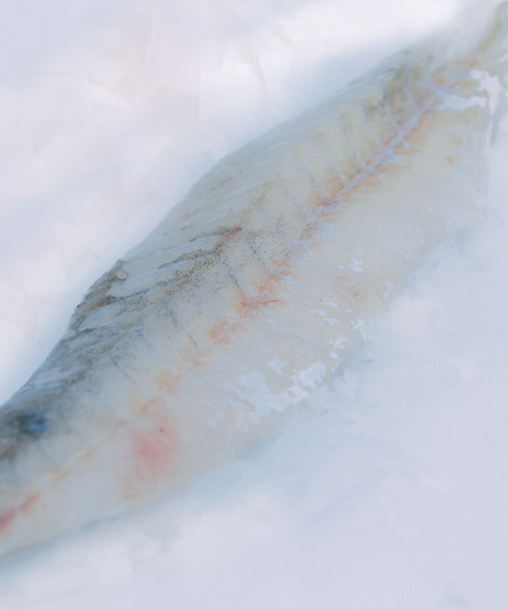 Filete de Pescadilla de Red Fresca - 1Kg 
