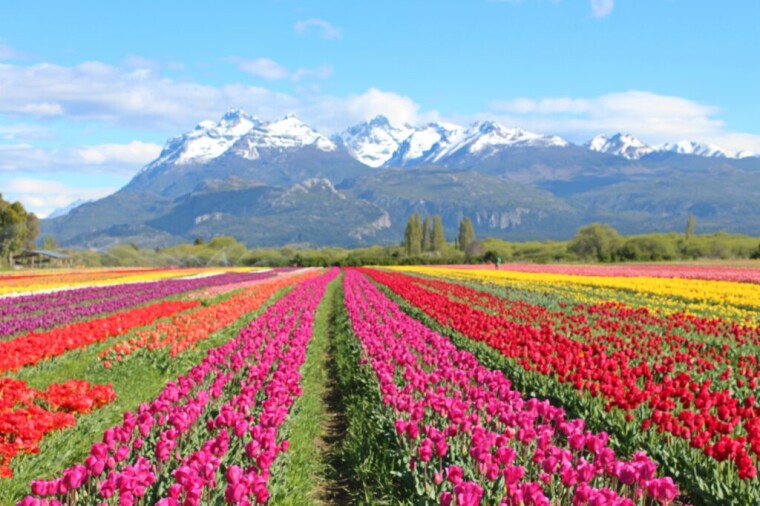 TULIPANES en la Patagonia