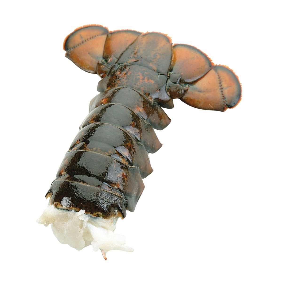 Cola De Langosta Comun Del Caribe 210 - 240 Grs (calibre 8) 