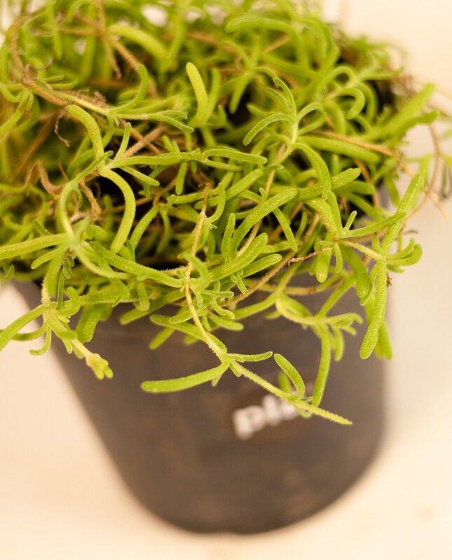 Cubresuelo - Granito de arroz - H:15cm Cubresuelo - Granito de arroz - H:15cm