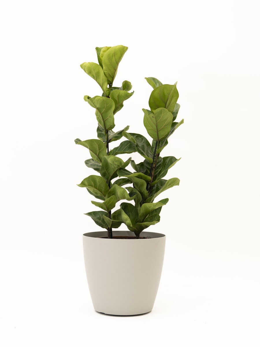 FICUS LYRATA 2 RAMAS CON PORTAMACETA PLASTICO GRIS CLARO
