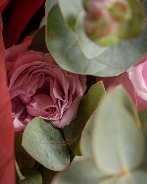 Rosas Garden Rosadas Rosas Garden Rosadas