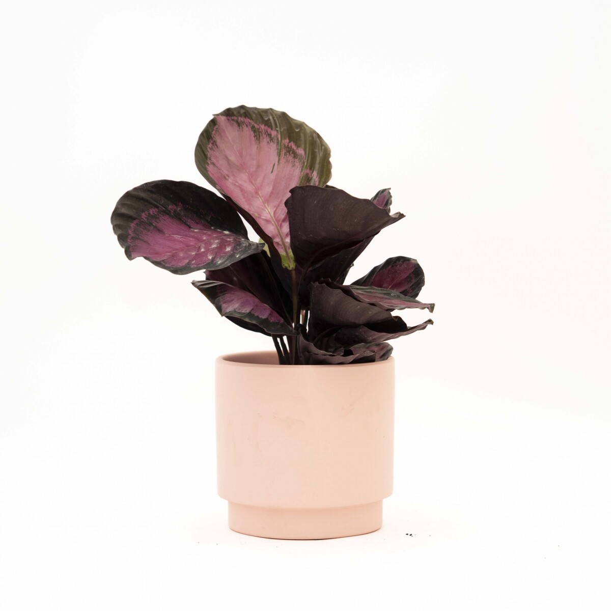 CALATHEA - CON MACETA CERAMICA ROSA 