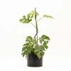 MONSTERA MINIMA CON PORTAMACETA NEGRO