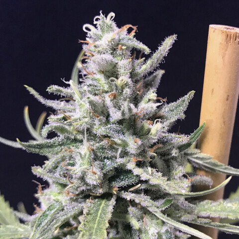 AUTO - THUNDER | SUPER SKUNK X10 UNIDADES