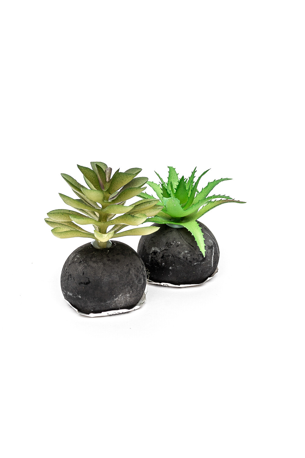 Planta Moa Mini, Mix Color Unico