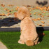Césped Sintético Pasto Artificial 2cm Exterior M2 Jardín Césped Sintético Pasto Artificial 2cm Exterior M2 Jardín