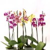 ORQUÍDEA CON MACETA VERDE AGUA