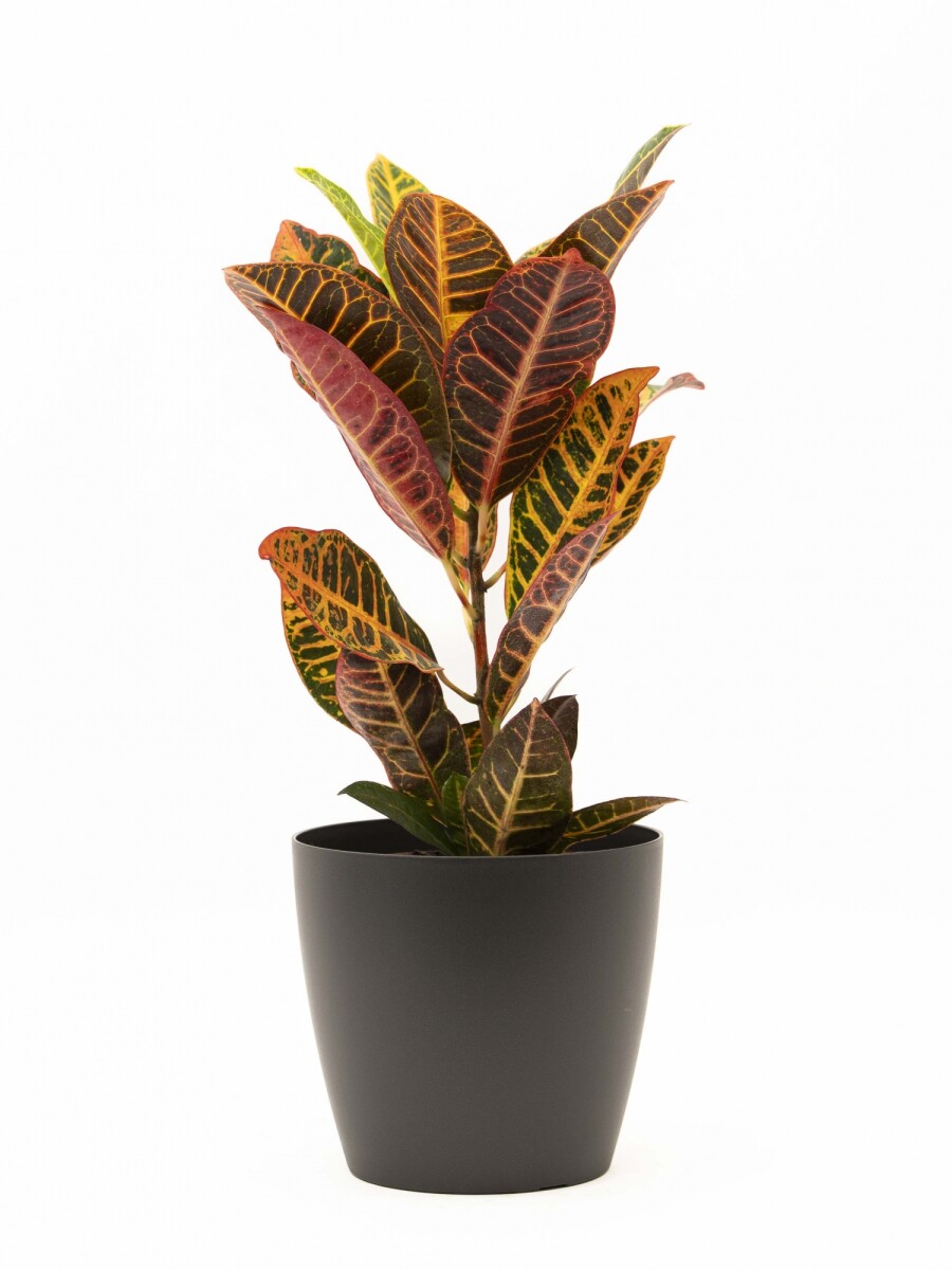 CROTON M CON PORTAMACETA PLASTICO GRAFITO