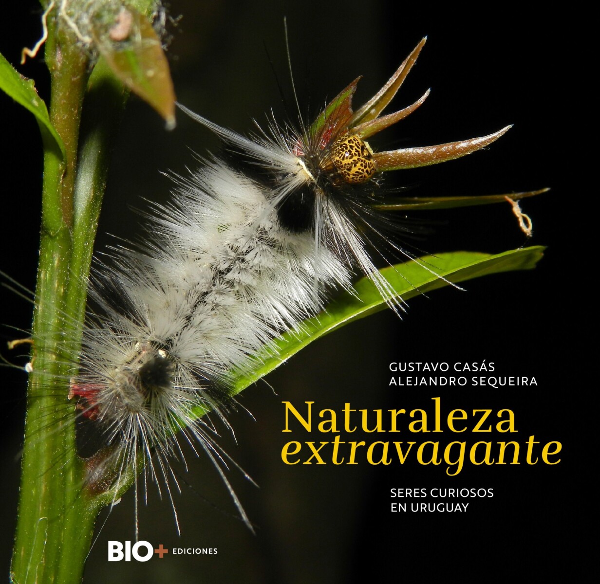 NATURALEZA EXTRAVAGANTE 