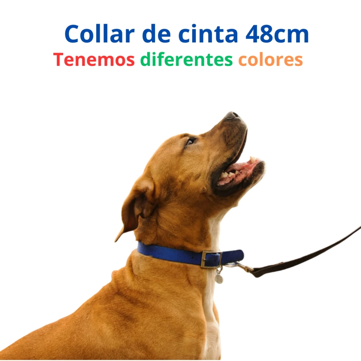 Collar 55cm X 25mm C/hebilla Pase Doble Cromada Importada 