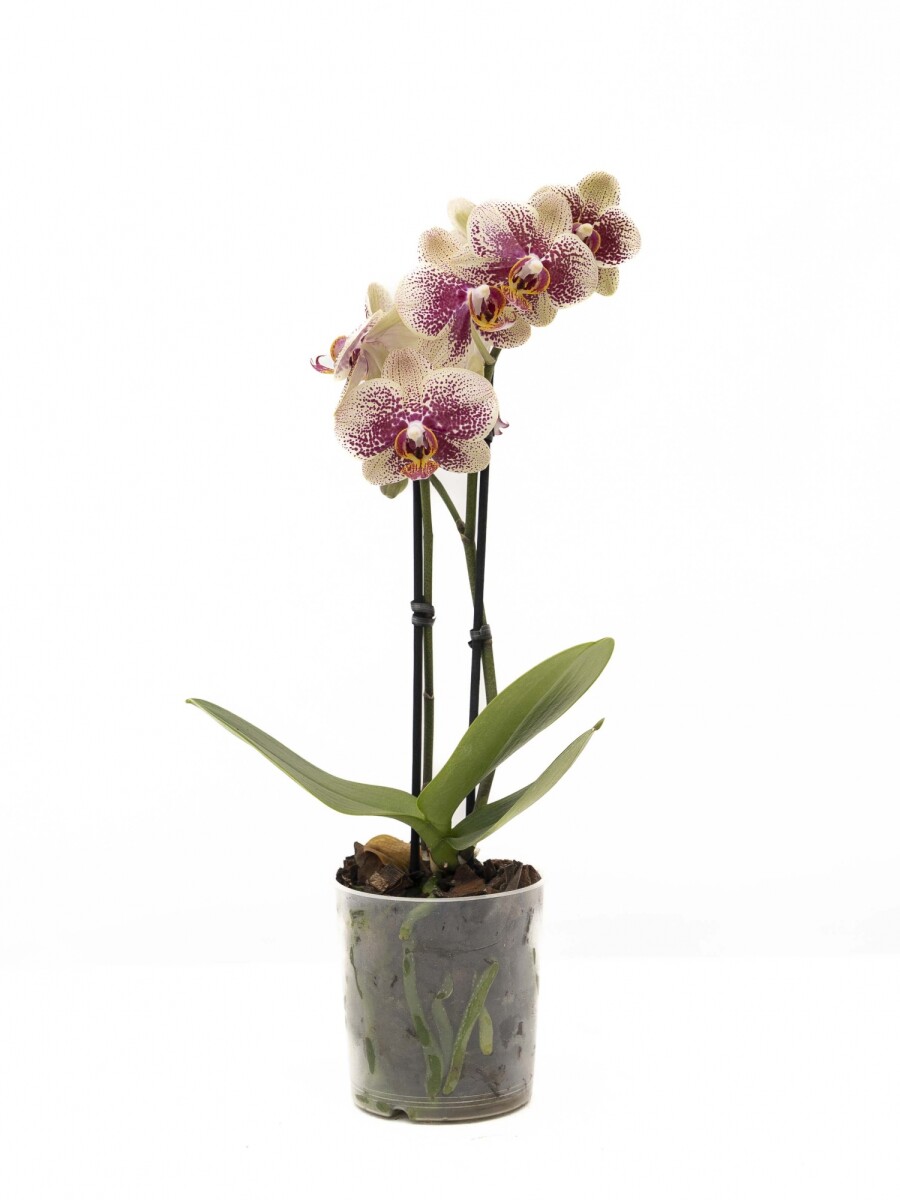 ORQUÍDEA PHALAENOPSIS MINI ORQUÍDEA PHALAENOPSIS MINI