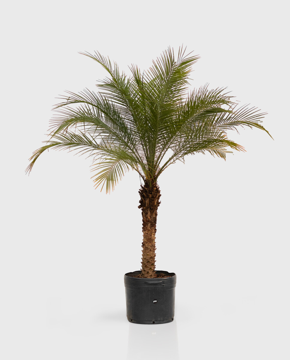 Palmera Roebelenii - XL - H: 1.2m 