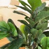 Ficus Lira - 110 cm Ficus Lira - 110 cm