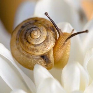 ¿Conoces los beneficios que tiene la baba o mucina de caracol para la