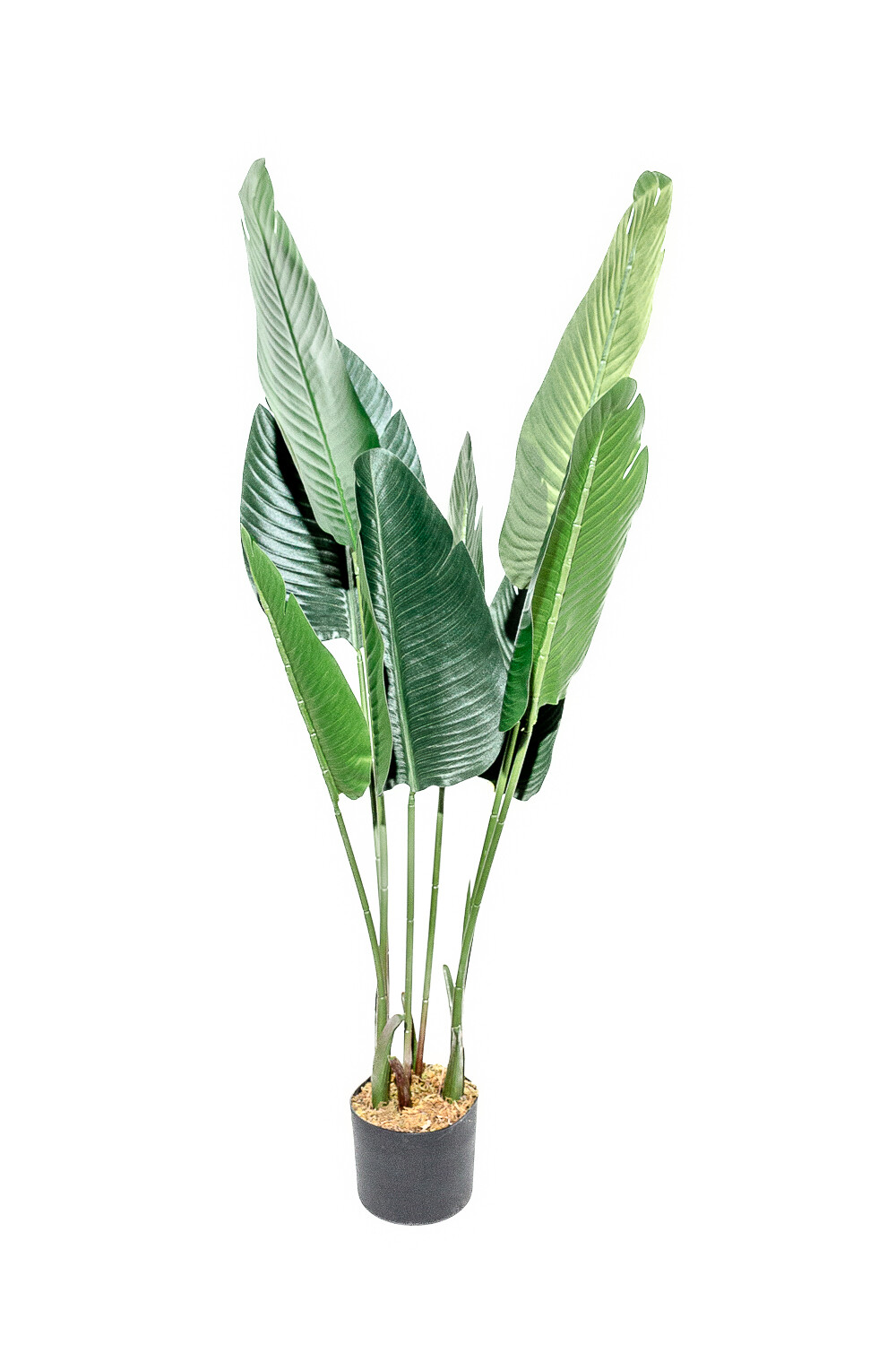 Planta Platano 115cm Color Unico