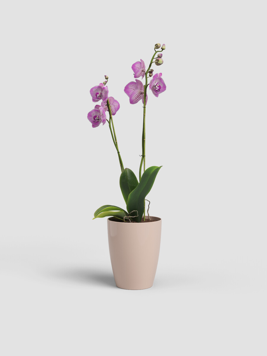 MACETA PARA ORQUÍDEA P12 VARAS RECTAS ROSA