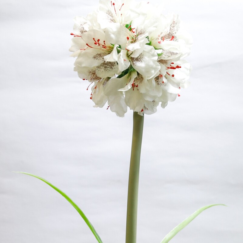 Allium Blanca Allium Blanca