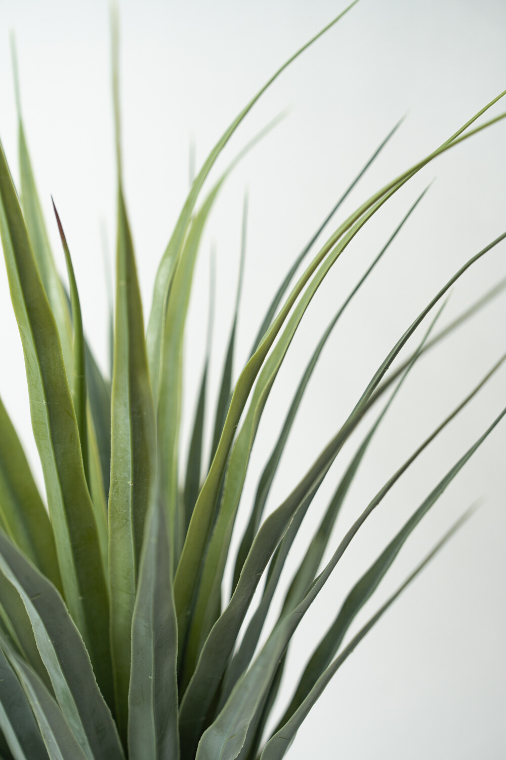 Planta Pitaya Color Unico