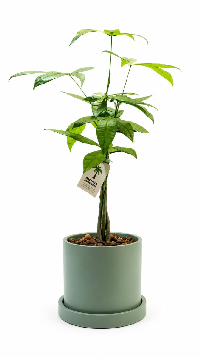 MONEY TREE (PACHIRA AQUATICA)EN MACETA CERAMICA - VERDE 