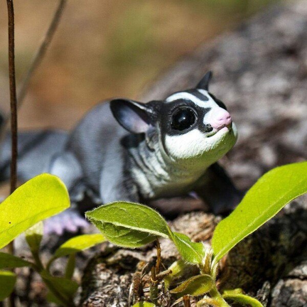 Petauro Del Azúcar Safari Figura Planeador Animal Infantil Petauro Del Azúcar Safari Figura Planeador Animal Infantil