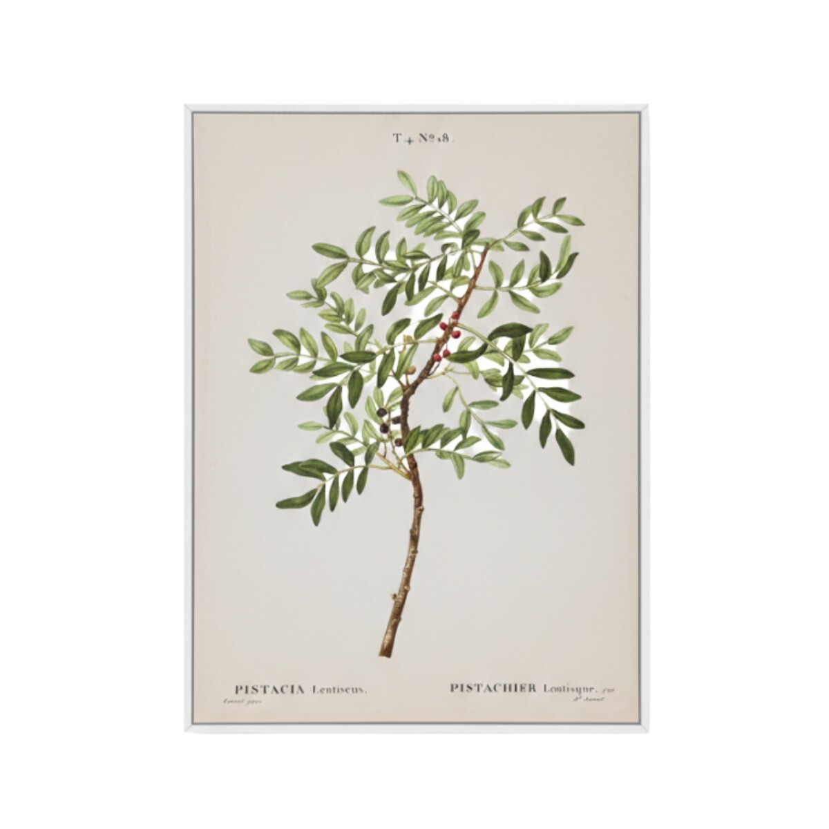 CUADRO DIS PLANTA C/FRUTA ROJA 