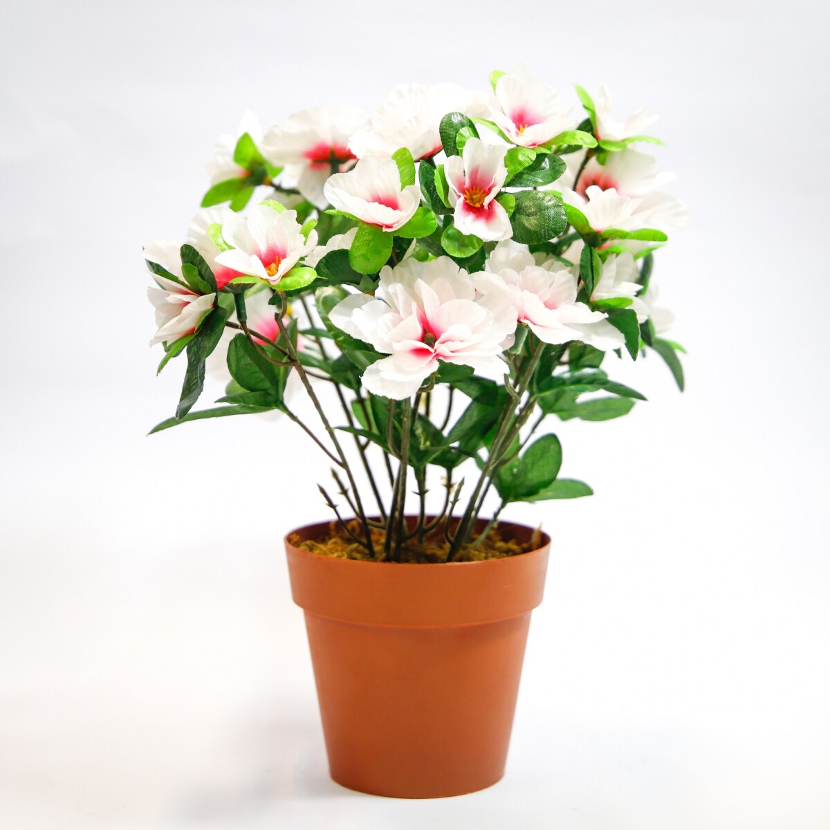 Plantas - Azalea Rosa 