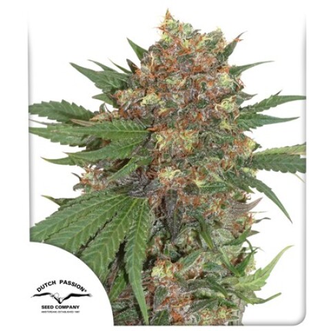 FEM - MASTER KUSH X3 UNIDADES FEM - MASTER KUSH X3 UNIDADES