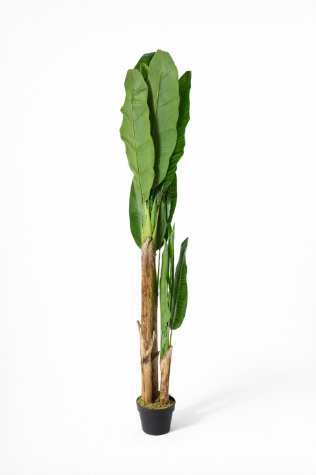 Planta Banana Tree 180cm Color Unico