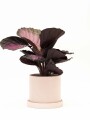 CALATHEA CON MACETA CERAMICA CON PLATO ROSA