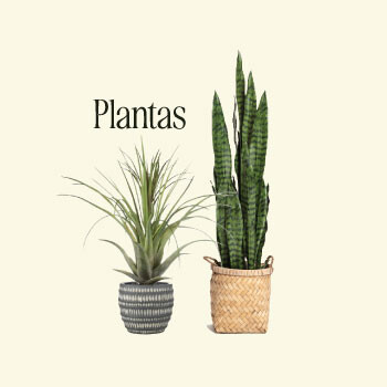 Categoria plantas