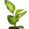 DIEFFENBACHIA EN MACETA CERAMICA GRIS OSCURO