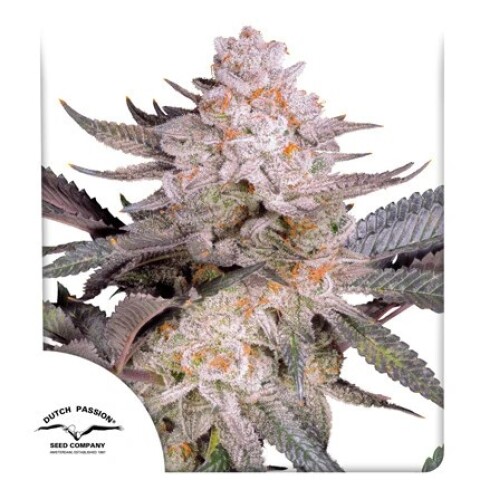Orange Bud 2.0 X3 - Dutch Passion Orange Bud 2.0 X3 - Dutch Passion