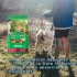 DOG CHOW PERROS ADULTOS RAZAS MEDIANAS Y GRANDES 21 KILOS DOG CHOW PERROS ADULTOS RAZAS MEDIANAS Y GRANDES 21 KILOS