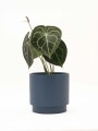 ANTHURIO CLARINERVIUM CON MACETA CERAMICA AZUL