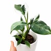 PHILODENDRON WHITE EN MACETA CERAMICA BLANCA