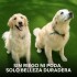 Césped Sintético 1 M2 Pasto Artificial Rollo Decoración Variante verde